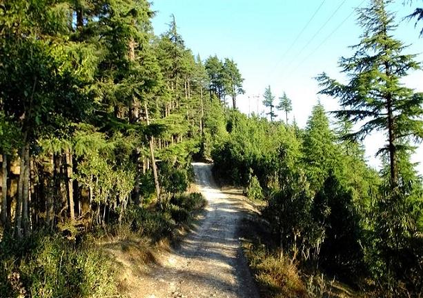 Kodia Forest